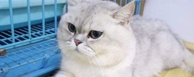 猫生产时主人怎么帮