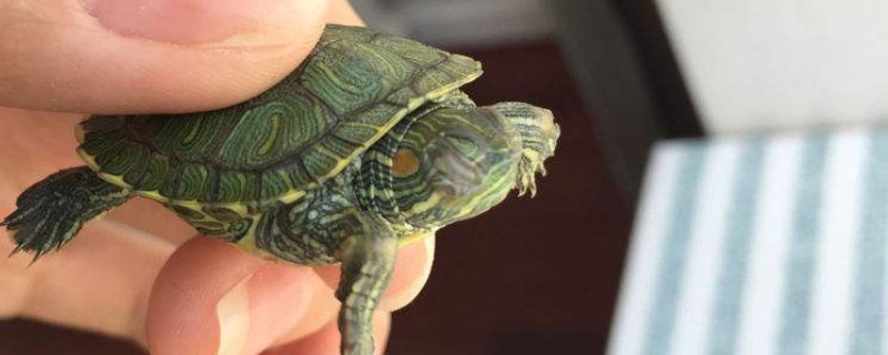 巴西龟深水养淹死了