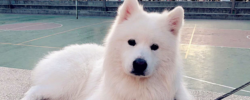 萨摩耶冠状病毒会死吗