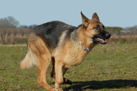 犬类智商排名