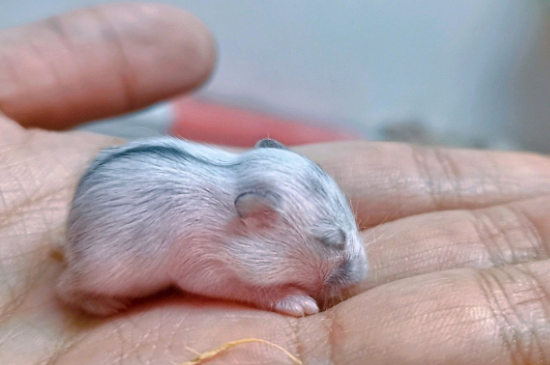 仓鼠咬死同伴后还能养吗