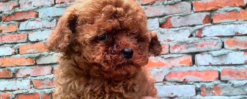 泰迪狗的性格与特点