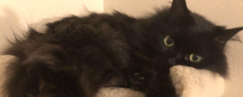 黑猫长白毛怎么回事，黑猫长出很多白色杂毛怎么办