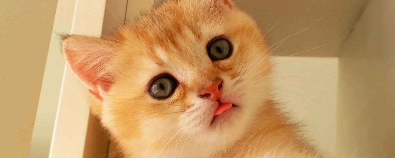 英短金渐层为什么贵