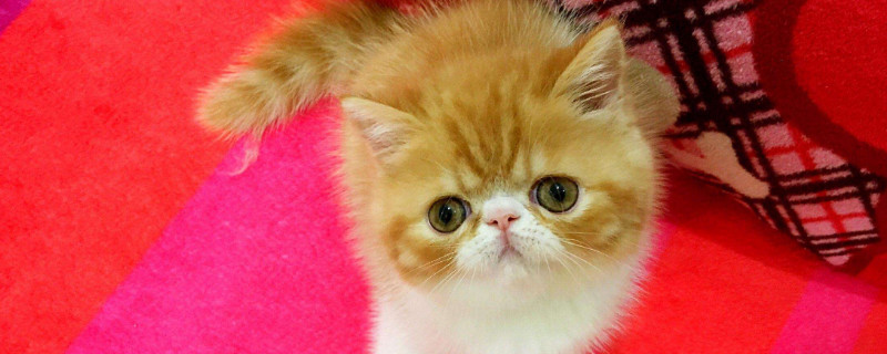加菲猫怎么看品相