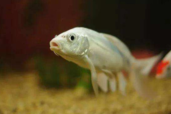 龙凤锦鲤怎么养