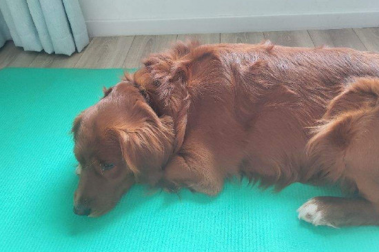 狗狗死前的前兆