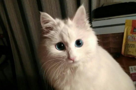 经常打猫的后果严重，猫被打狠了会怎么样
