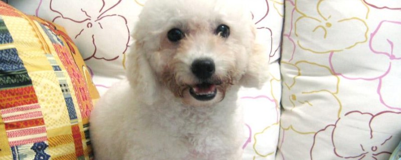 比熊犬吃什么
