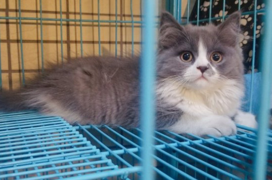 生小猫脐带怎么处理