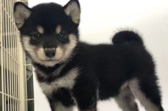 柴犬几个月认主人