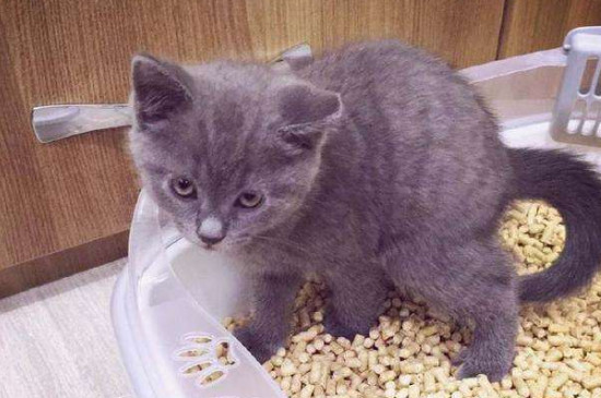 膨润土猫砂怎么溶解，不易溶解容易堵马桶