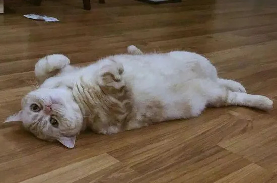 猫猫发出咕咕咕的声音怎么办