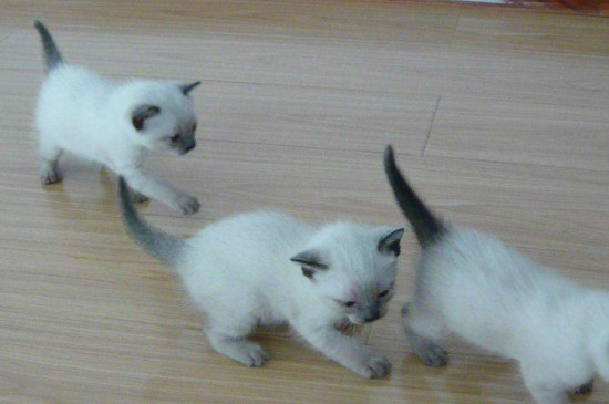 为什么很多猫舍不卖暹罗