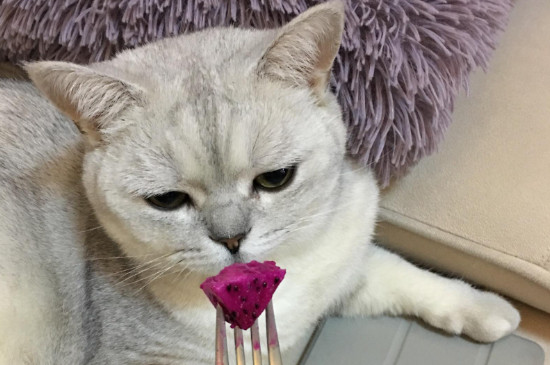 猫可以吃火龙果吗