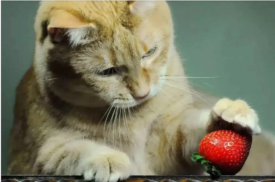 猫能吃的20种水果