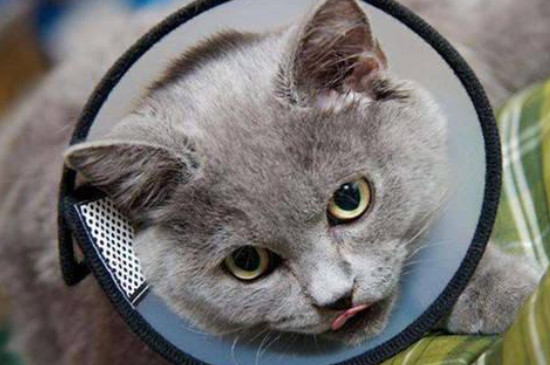 猫得了猫藓会自愈吗