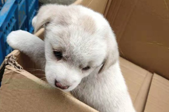 狗狗怀孕几个月生产