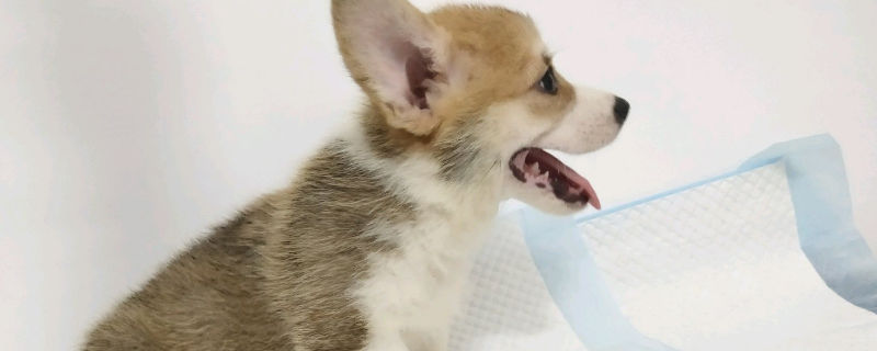 狗狗可以吃李子果吗