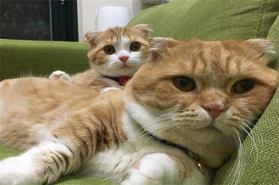 猫咪一直喵喵叫