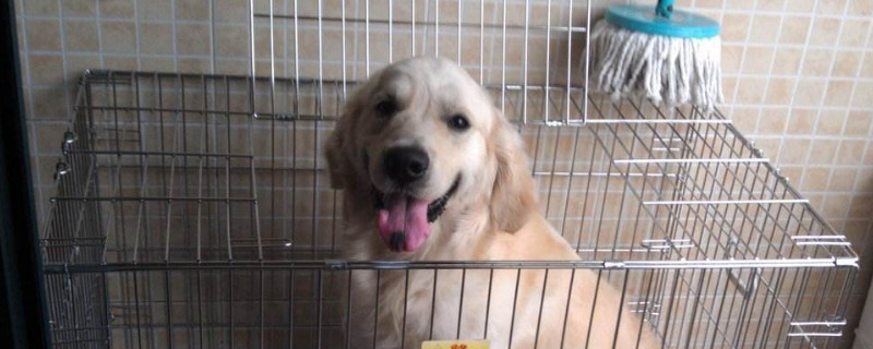 火车托运狗狗要办理什么手续