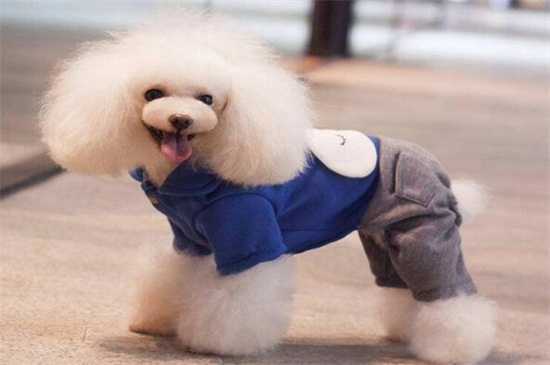 狗狗衣服怎么做，教你四种制作狗狗衣服最简单的方法