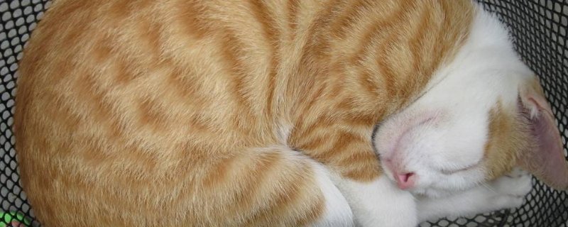 猫的睡姿代表什么