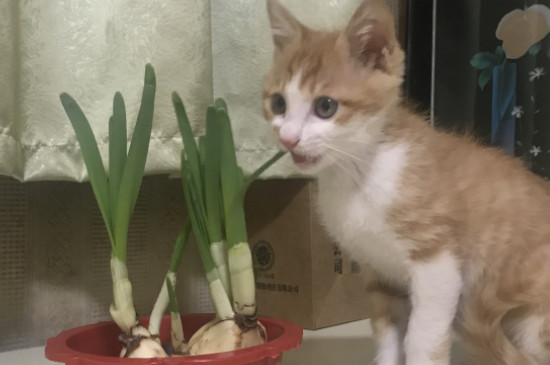 如何知道公猫发情了，公猫发情的表现