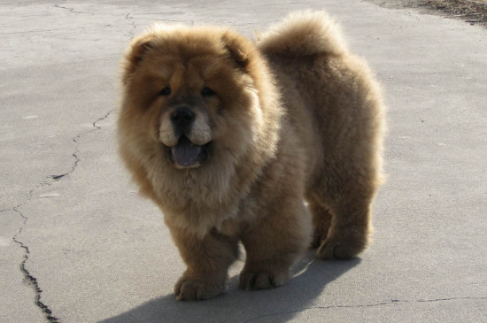 松狮犬的优缺点