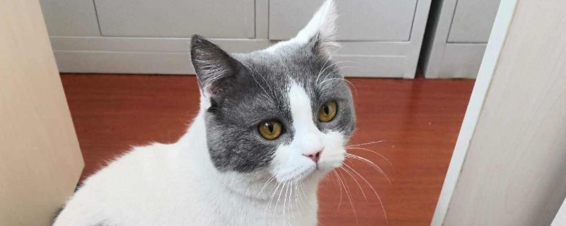 猫咪呕吐怎么办