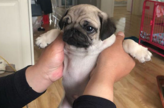 什么狗不掉毛