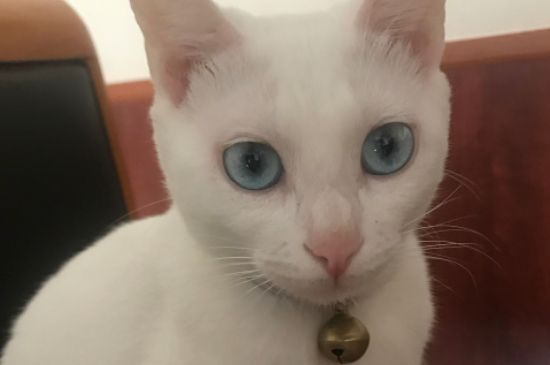 猫咪打针后脖子有肿块
