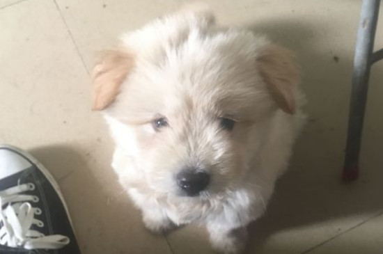 狗咬狗伤口能自愈吗