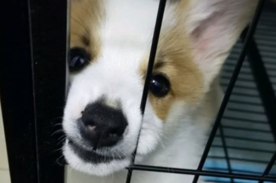 狗狗怀孕了有什么特征