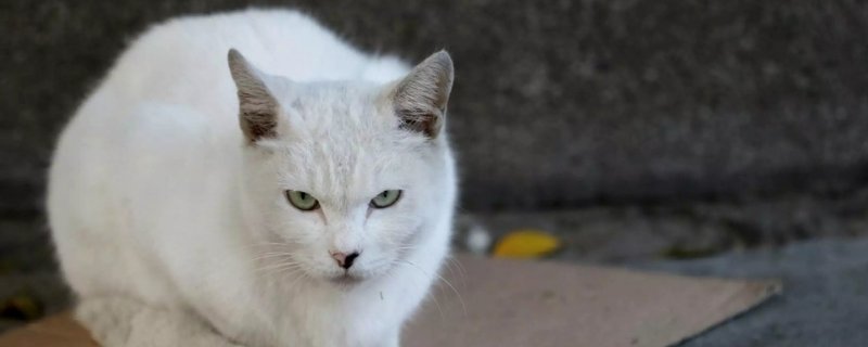 猫藓会传染给猫吗