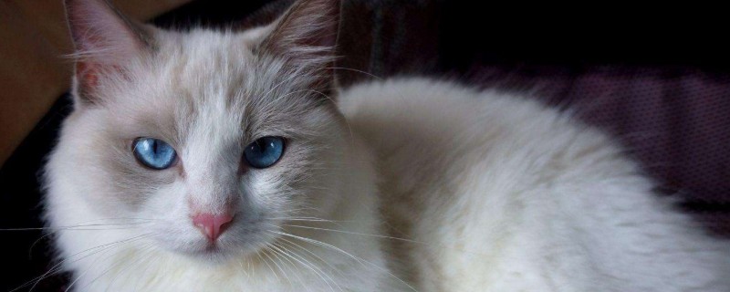 怎么分辨猫的公母