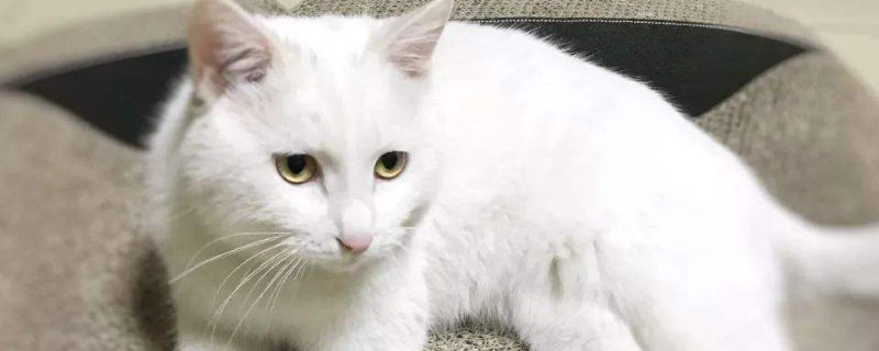 养两只猫需要注意什么