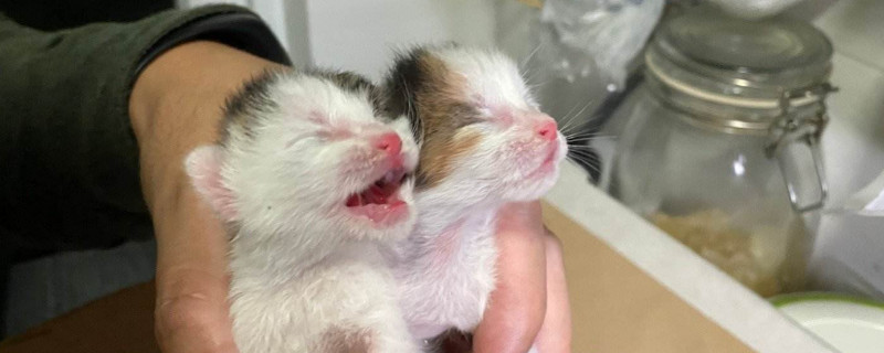 十天小奶猫拉稀怎么办