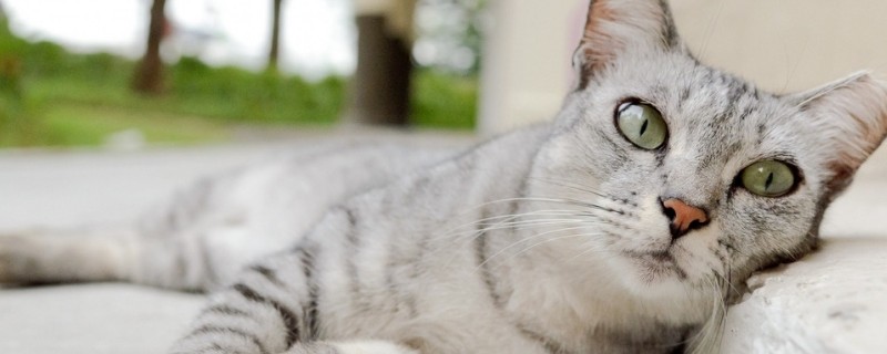 猫为什么叫狸奴