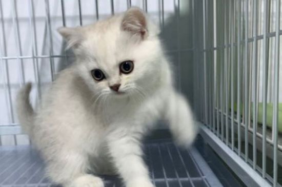 公猫绝育时间