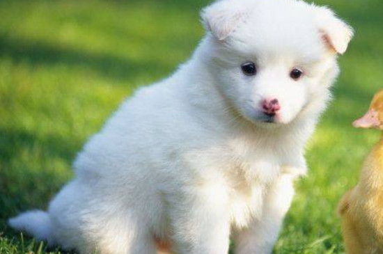 幼犬多大可以洗澡