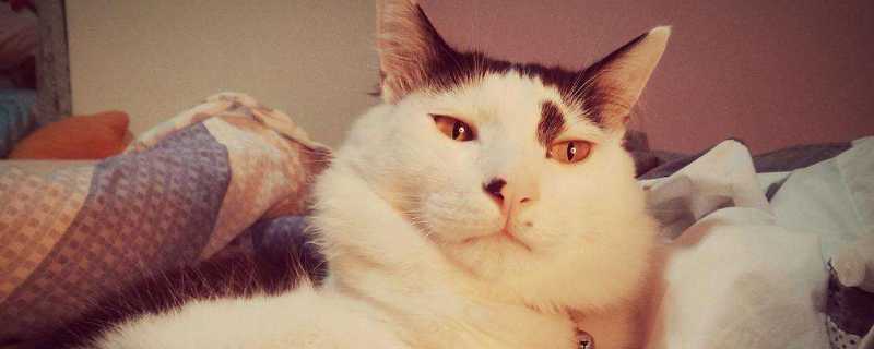 猫可以吃海苔吗