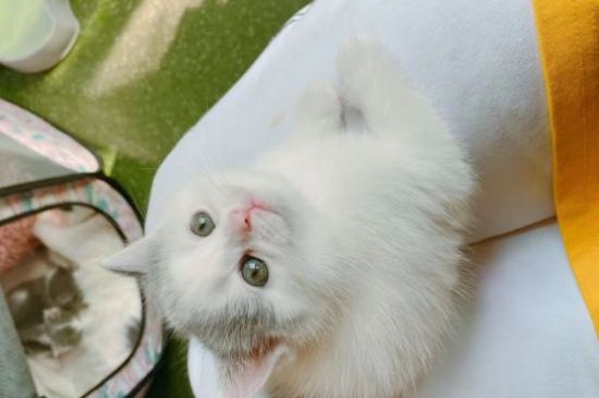 猫眼睛睁不开流眼泪怎么回事