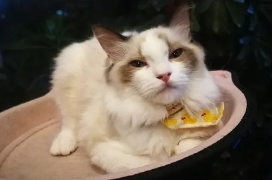 猫的正常体温是多少°C