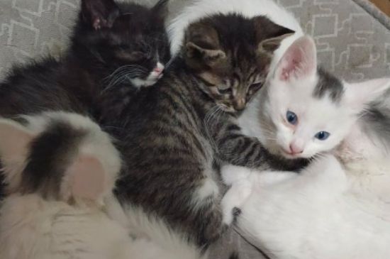 小猫身上有跳蚤如何冶