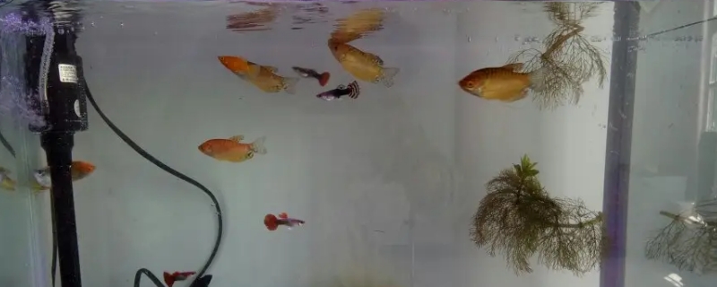 大型鱼缸一年换一次水可以吗