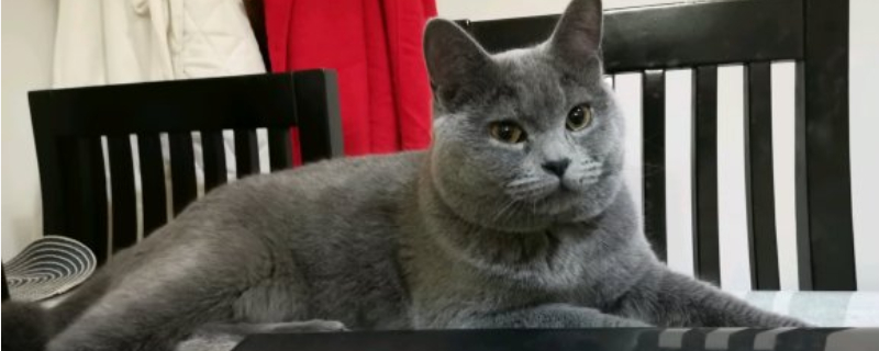 什么鱼适合猫吃又便宜