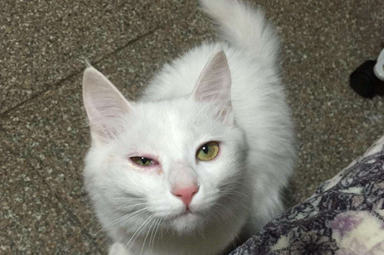 猫咪眼睛发炎会自愈吗