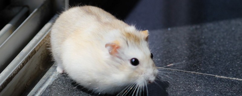 仓鼠怀孕症状