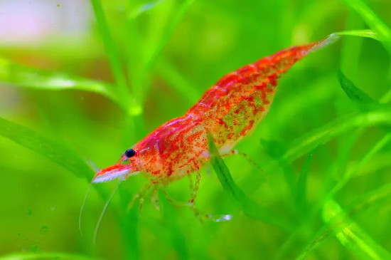樱花虾温度多少合适